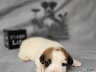 Jack Russell Terrier dogs NOX purebred CKC Registered - Ad 20