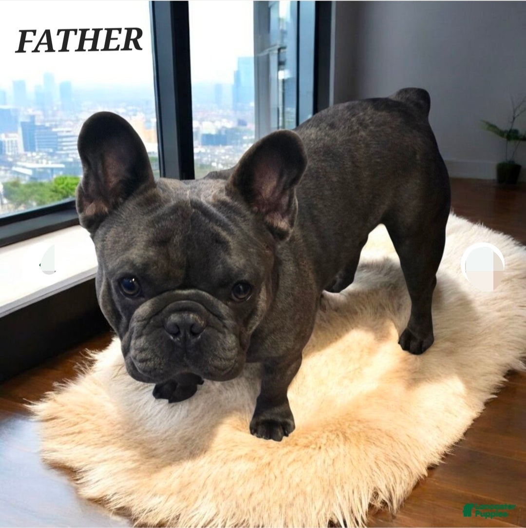 French Bulldog dogs for sale: Fluffy French Bulldog Bruno - Ad 12