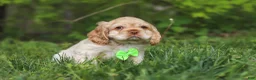 Cocker Spaniel dogs for sale: Clark - Ad 6