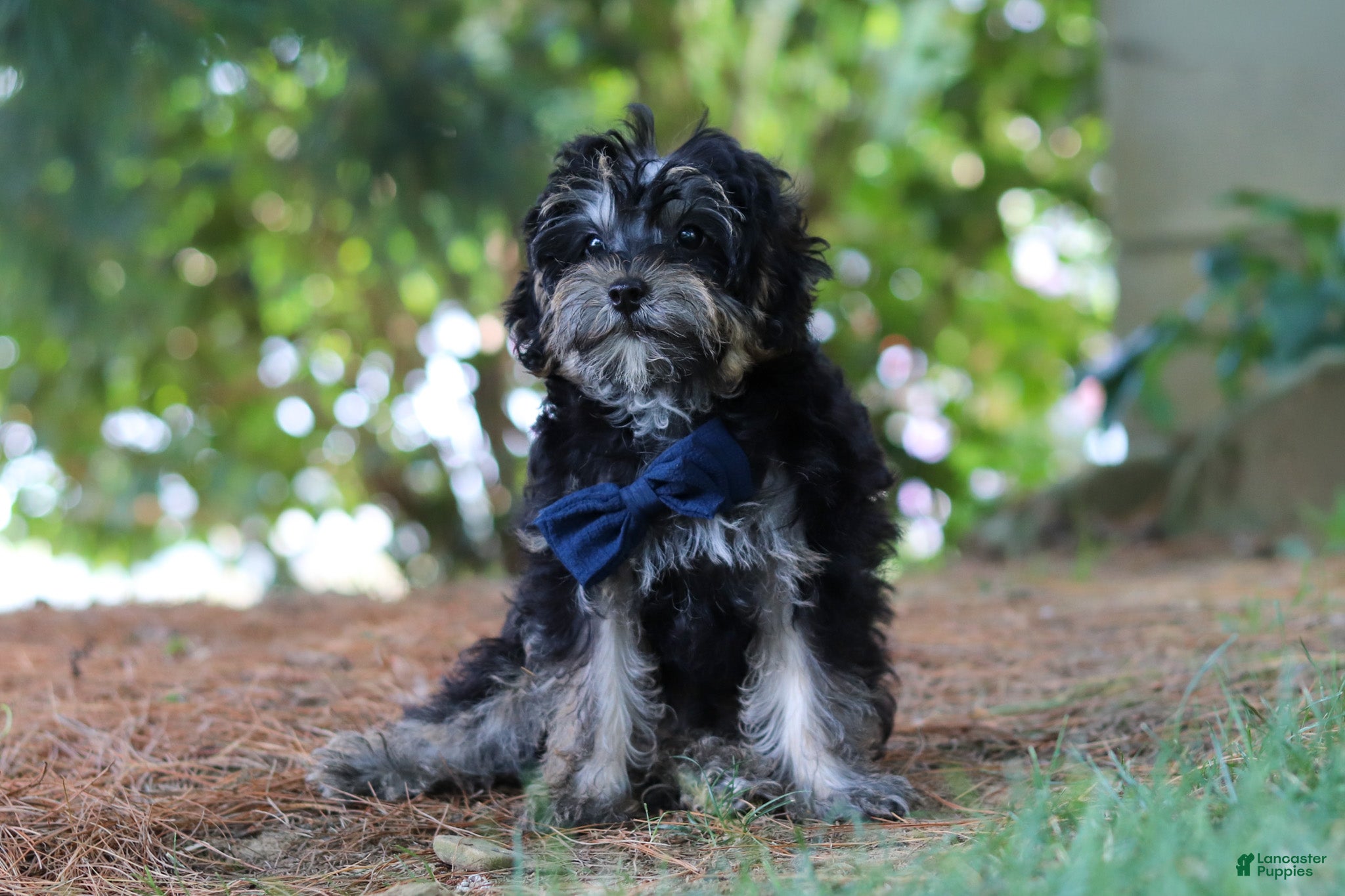 Yorkiepoo dogs Spike - Ad 1