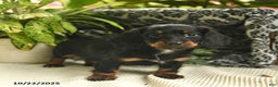 Miniature Dachshund dogs for sale: Felicity  - Ad 9