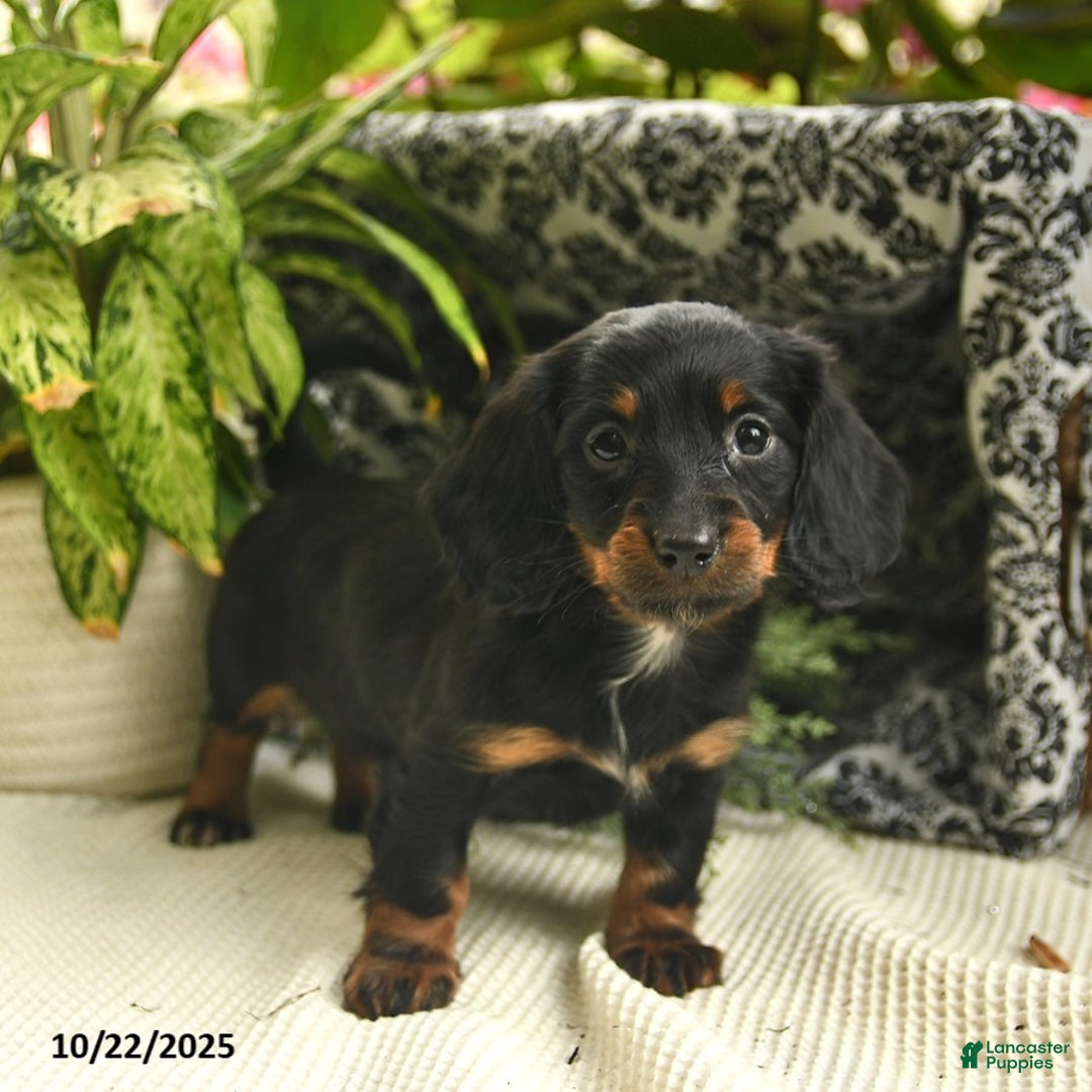 Miniature Dachshund dogs for sale: Felicity  - Ad 9