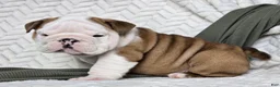 English Bulldog dogs for sale: Checkers - Ad 3