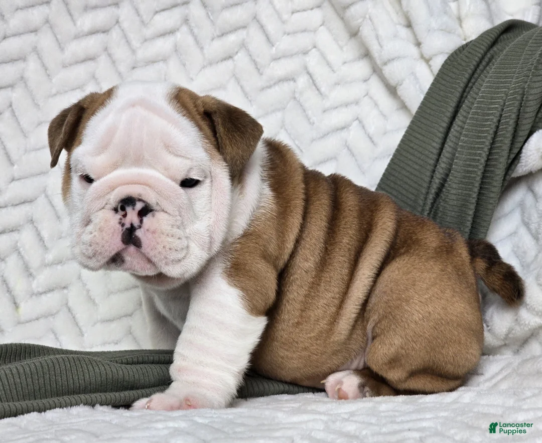 English Bulldog dogs for sale: Checkers - Ad 3