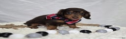 Miniature Dachshund dogs for sale: Billy - Ad 4