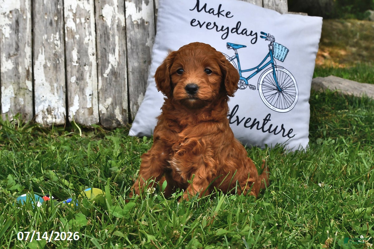 Goldendoodle dogs Daisy - Ad 2