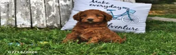 Goldendoodle dogs for sale: Daisy - Ad 2