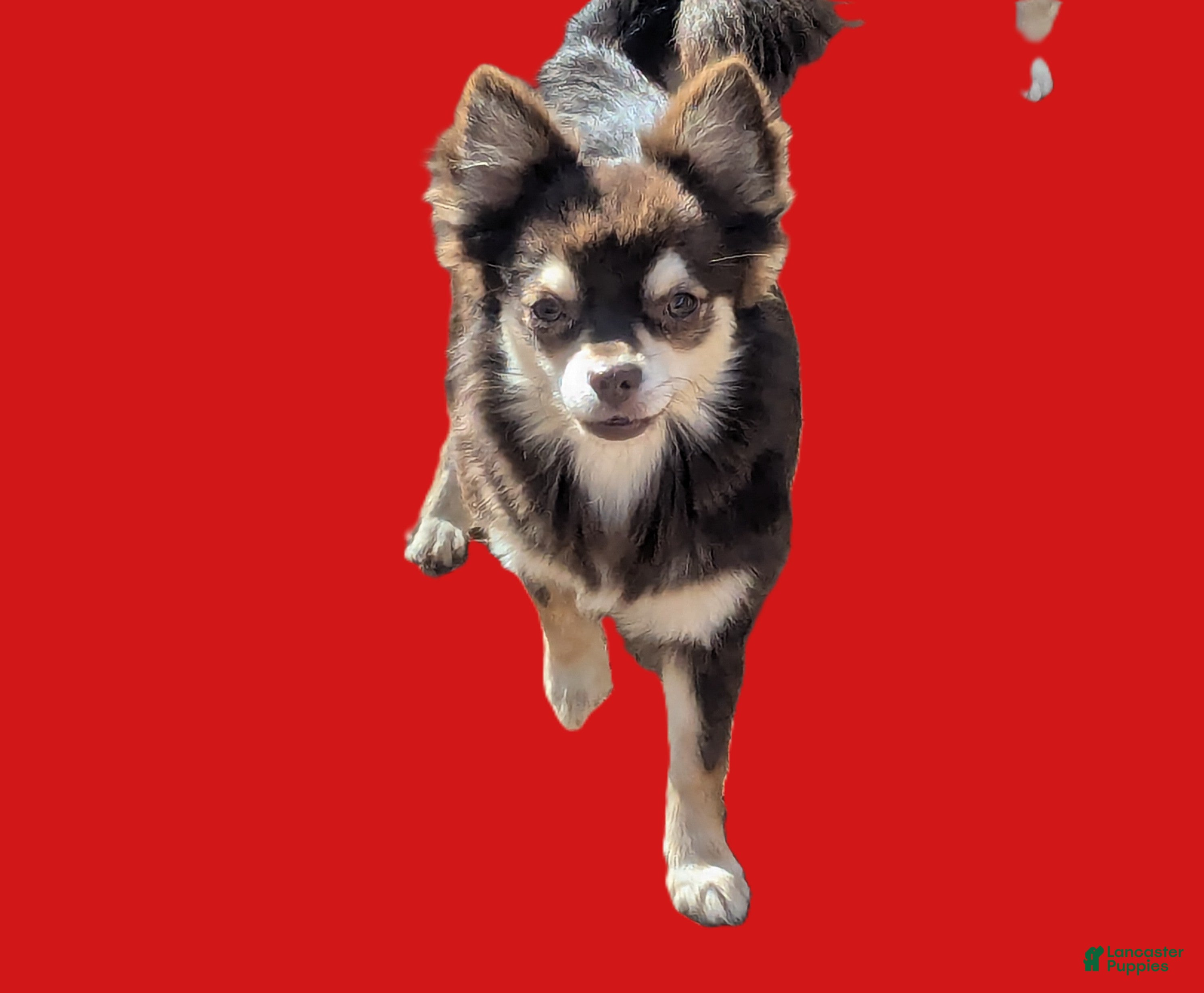 Chihuahua dogs Bella   2  AKC Long Coat Female Chihuahuas   - Ad 4