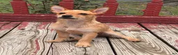 Chorkie dogs for sale: Abe - Ad 2