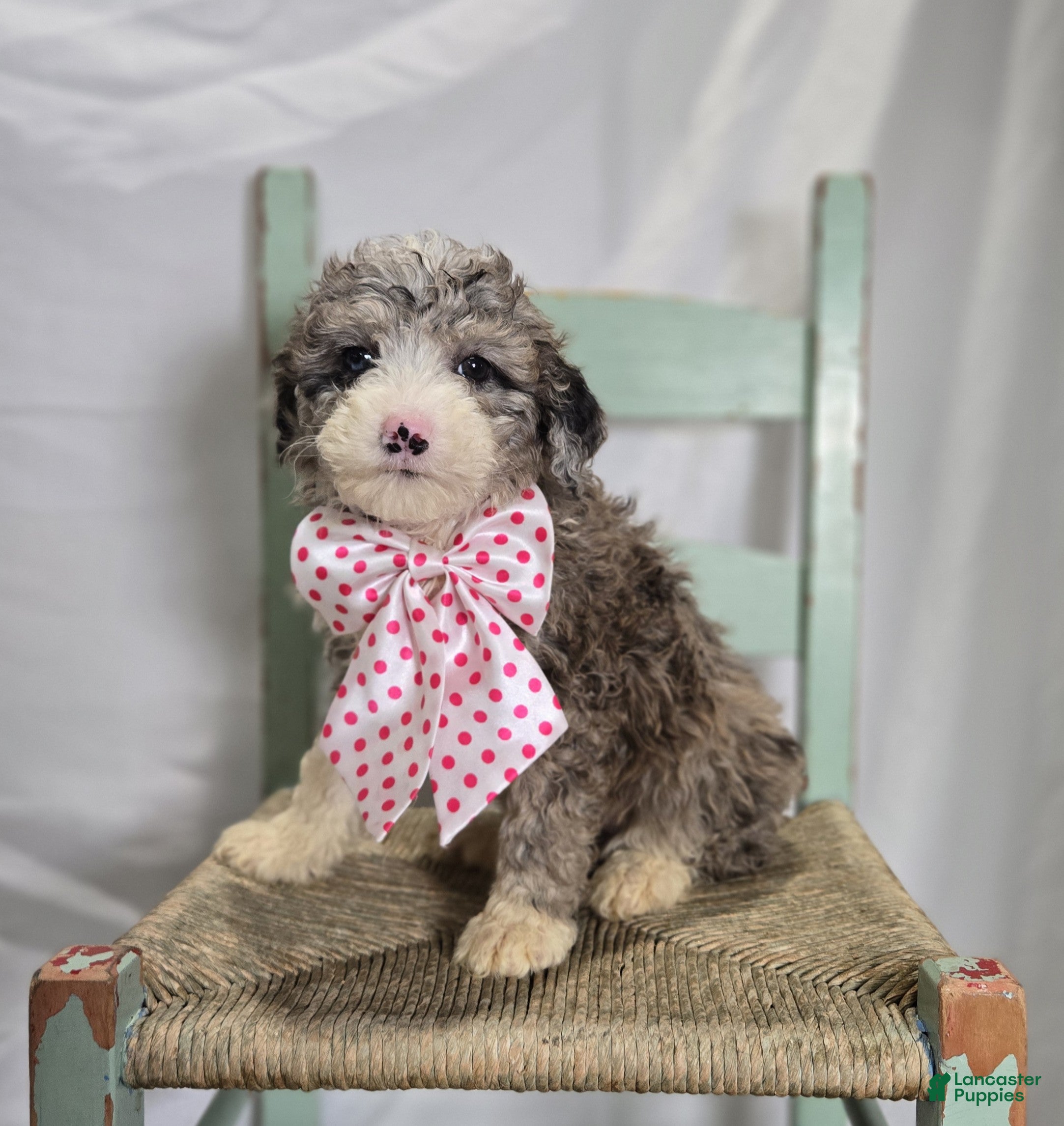 Mini Sheepadoodle dogs Lacey - Ad 1