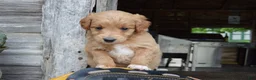 Mini Goldendoodle dogs for sale: Midge - Ad 12