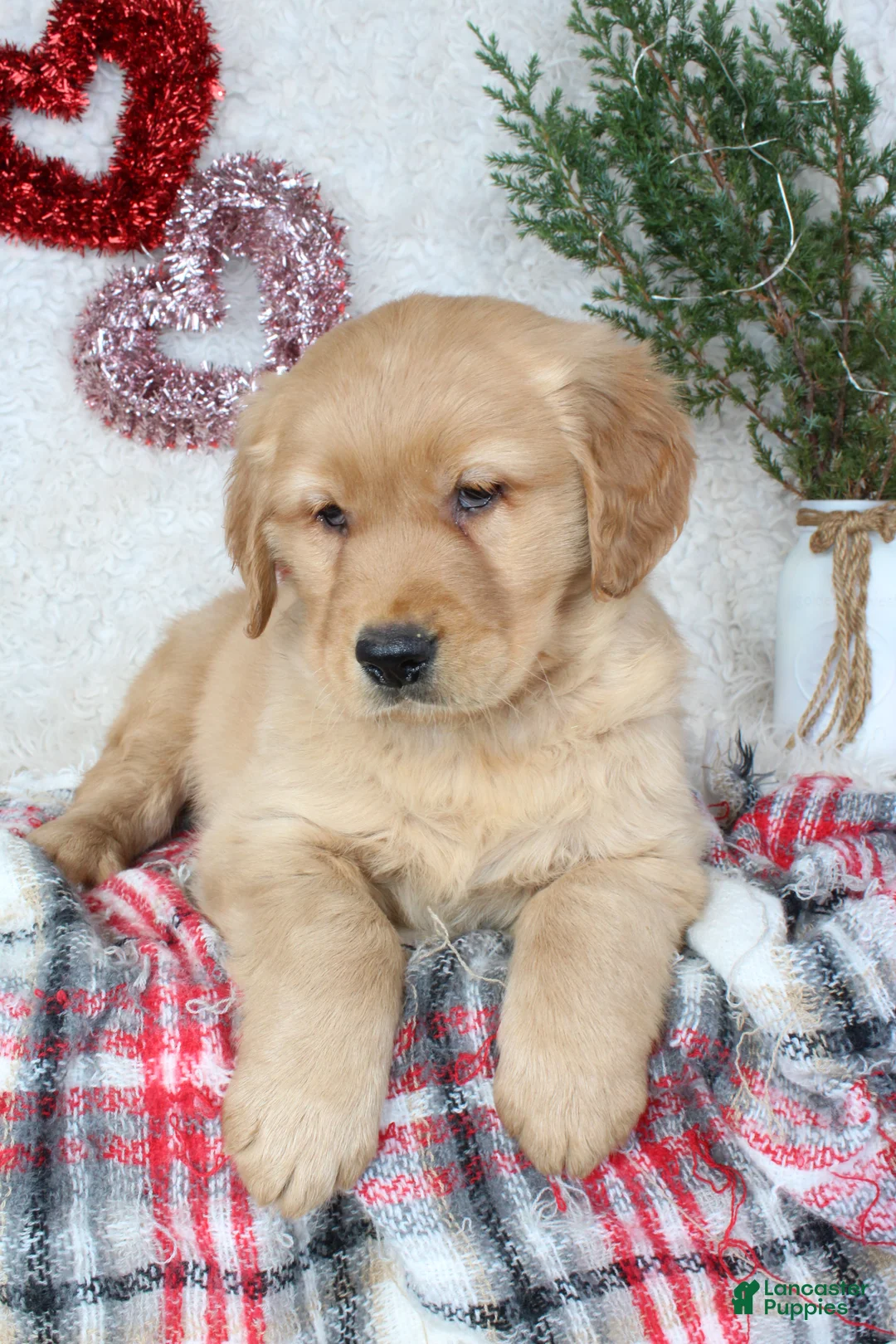 Golden Retriever dogs for sale: Freddy - Ad 3