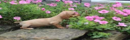 Miniature Dachshund dogs for sale: Ziggy - Ad 3