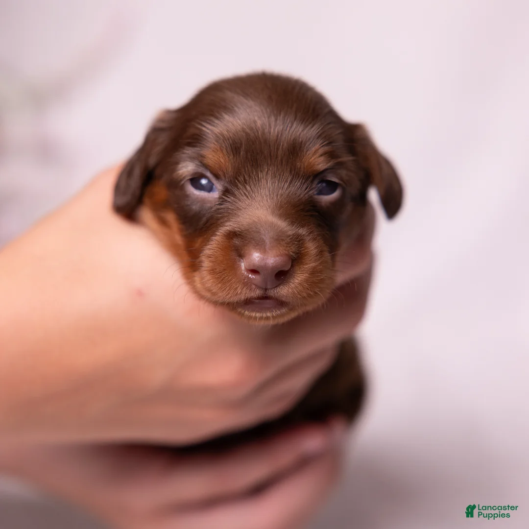 Miniature Dachshund dogs for sale: Rosie - Ad 2