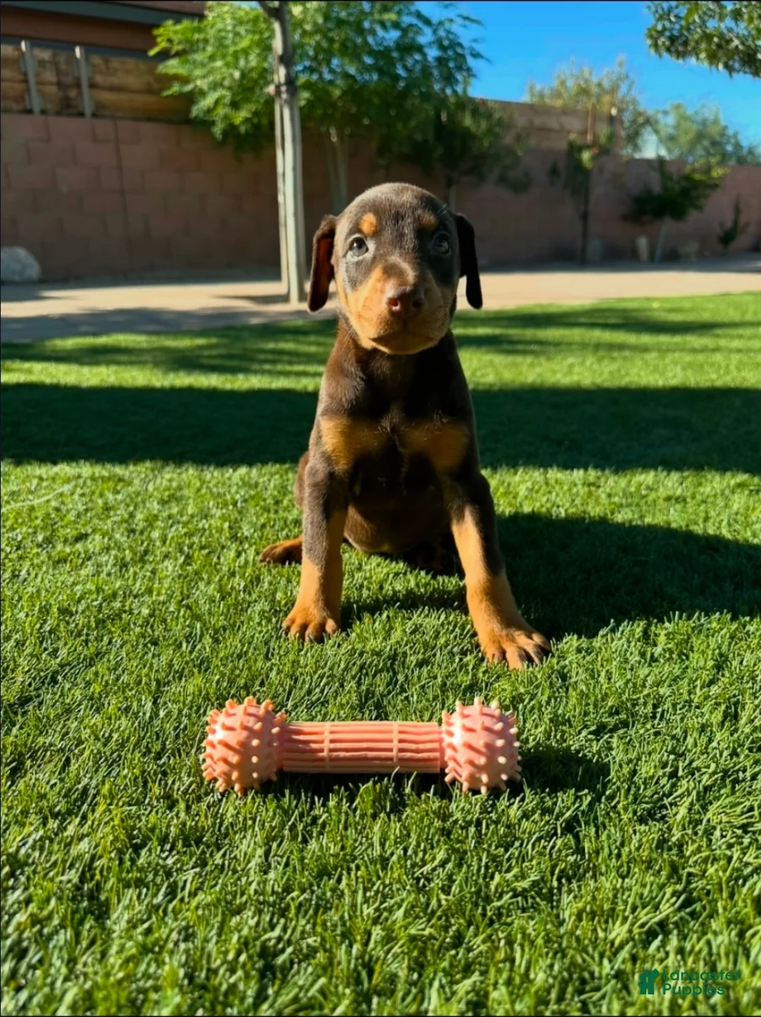 Doberman Pinscher dogs for sale: Akira F4 - Ad 1