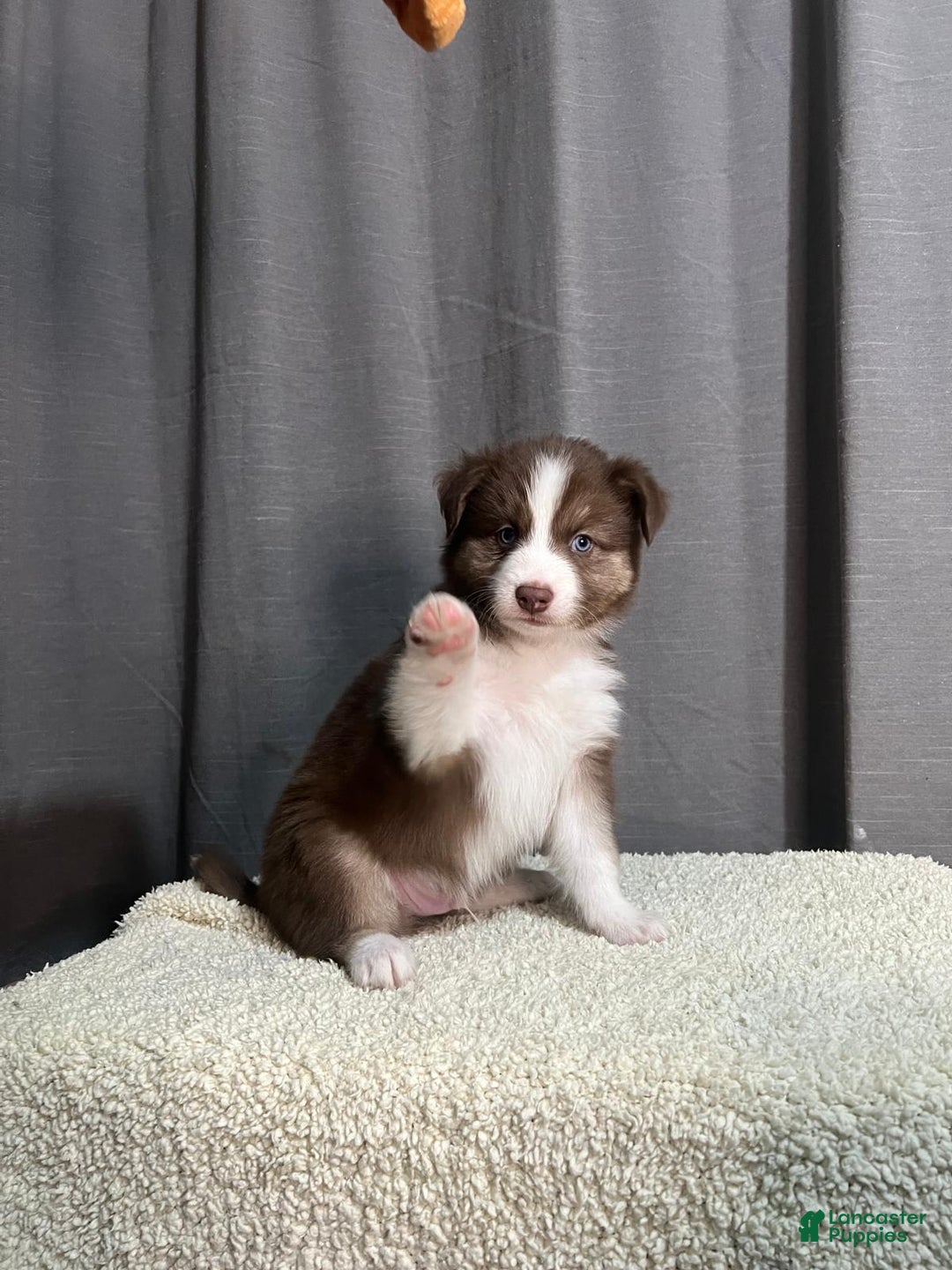 Gallery Image {{count}}