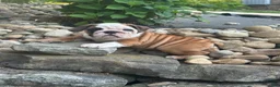 English Bulldog dogs for sale: Tracie - Ad 1