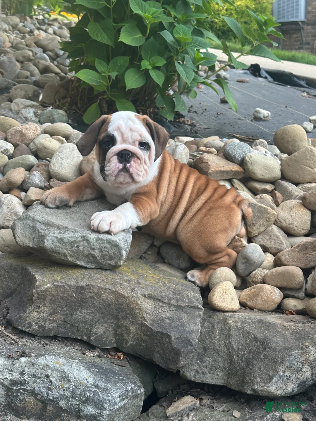 English Bulldog dogs for sale: Tracie - Ad 1