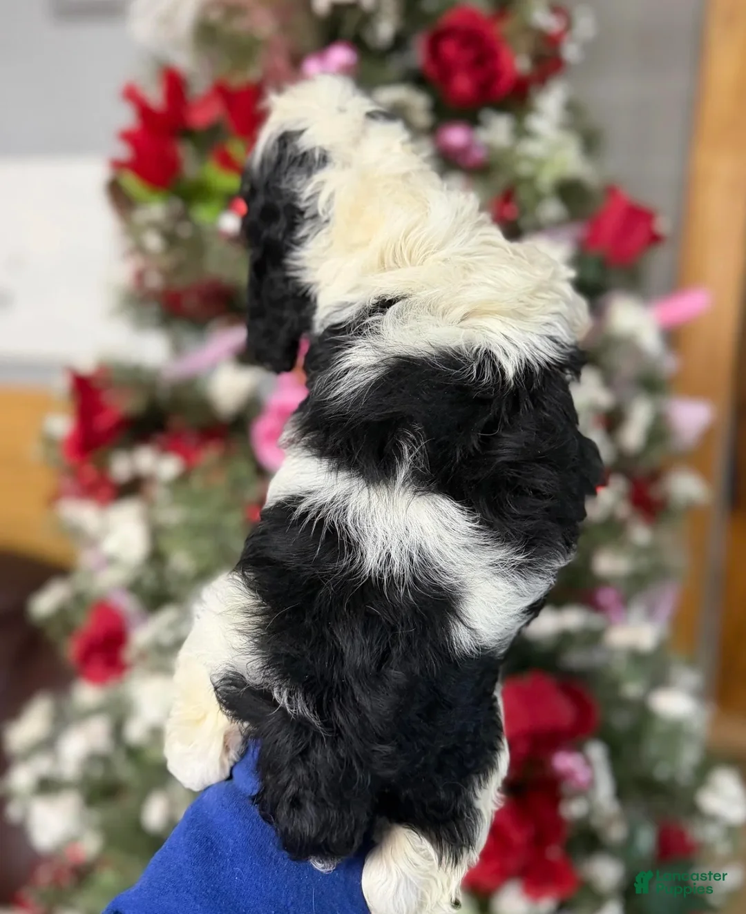 Cocker Spaniel dogs for sale: Cocker Spaniel Puppy 2 - Ad 2