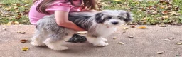 Mini Aussiedoodle dogs for sale: Murphy Mini Aussiedoodle - Ad 1