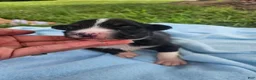 Australian Shepherd dogs for sale: Ledger - Ad 2