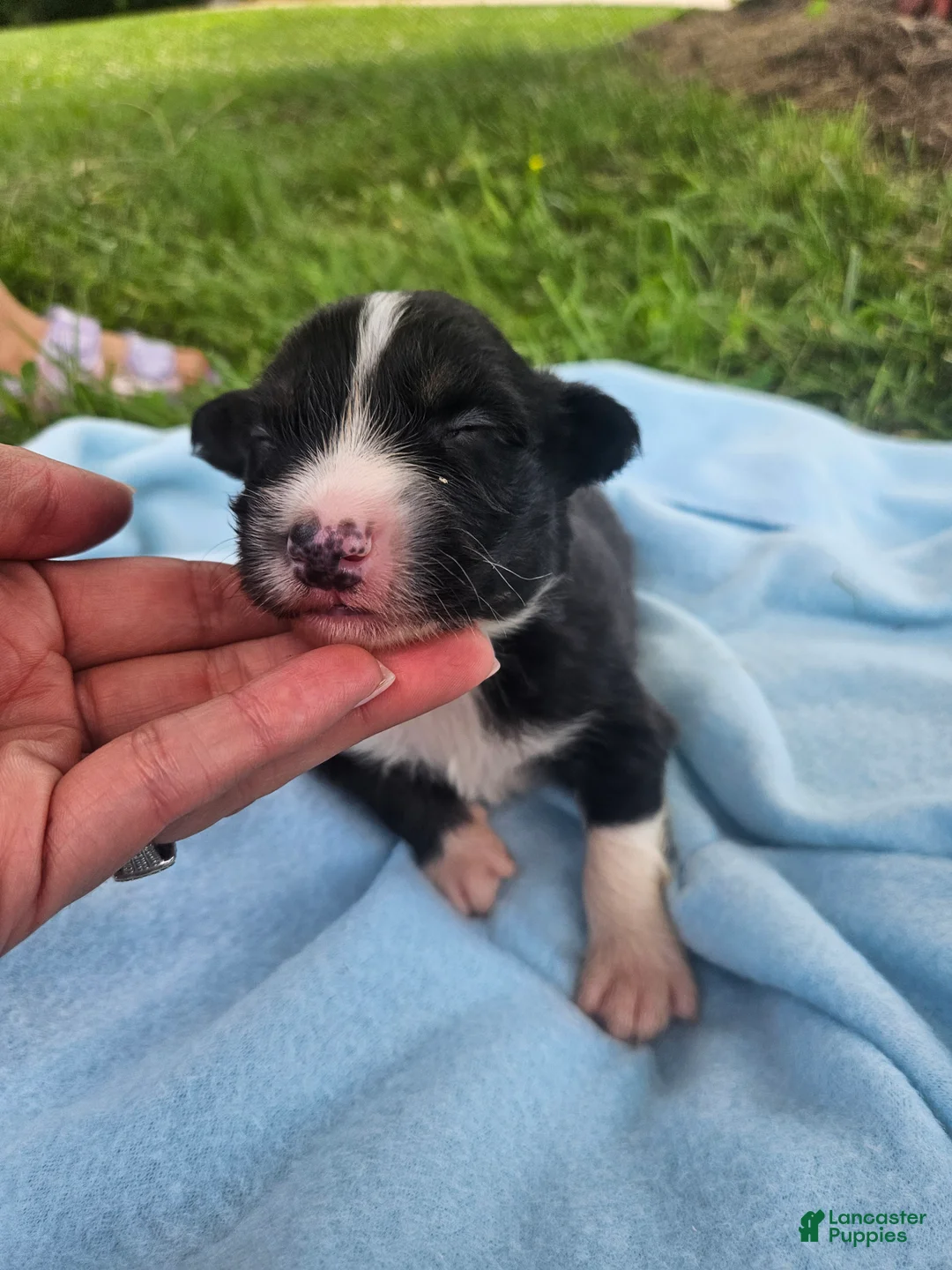 Australian Shepherd dogs for sale: Ledger - Ad 2