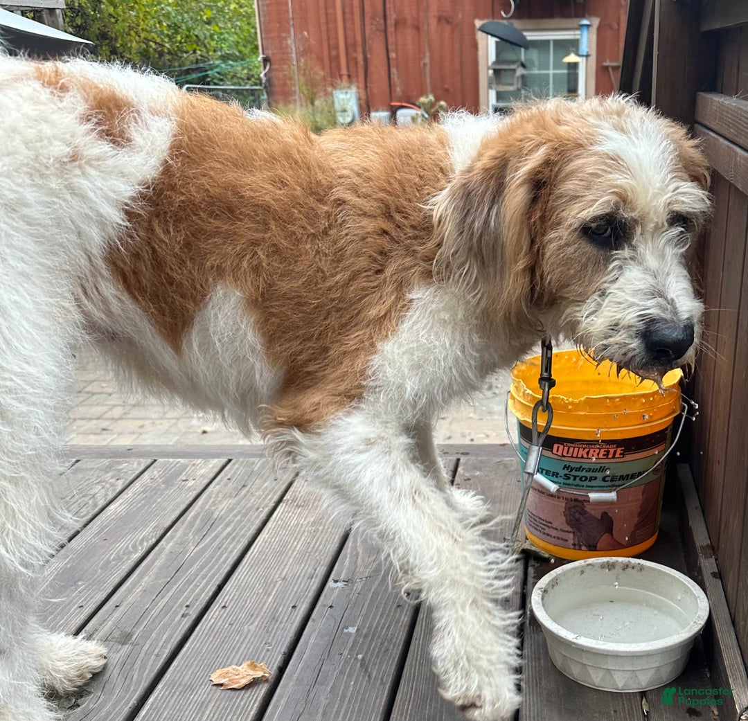 Saint Berdoodles dogs for sale: Bella - Ad 6