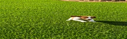 Brittany Spaniel dogs for sale: Tug - Ad 2