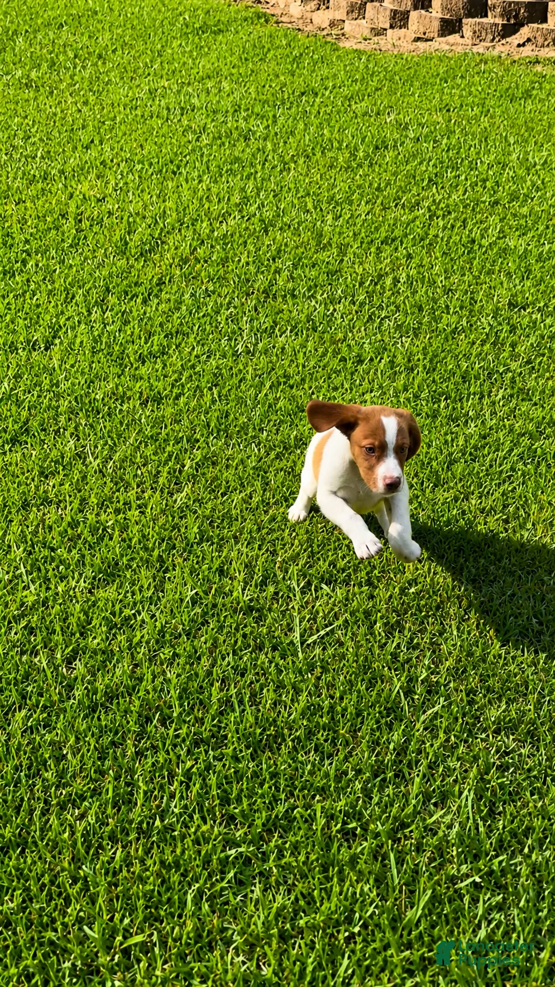 Brittany Spaniel dogs for sale: Tug - Ad 2
