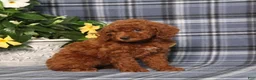 Miniature Poodle dogs for sale: Nelly - Ad 5