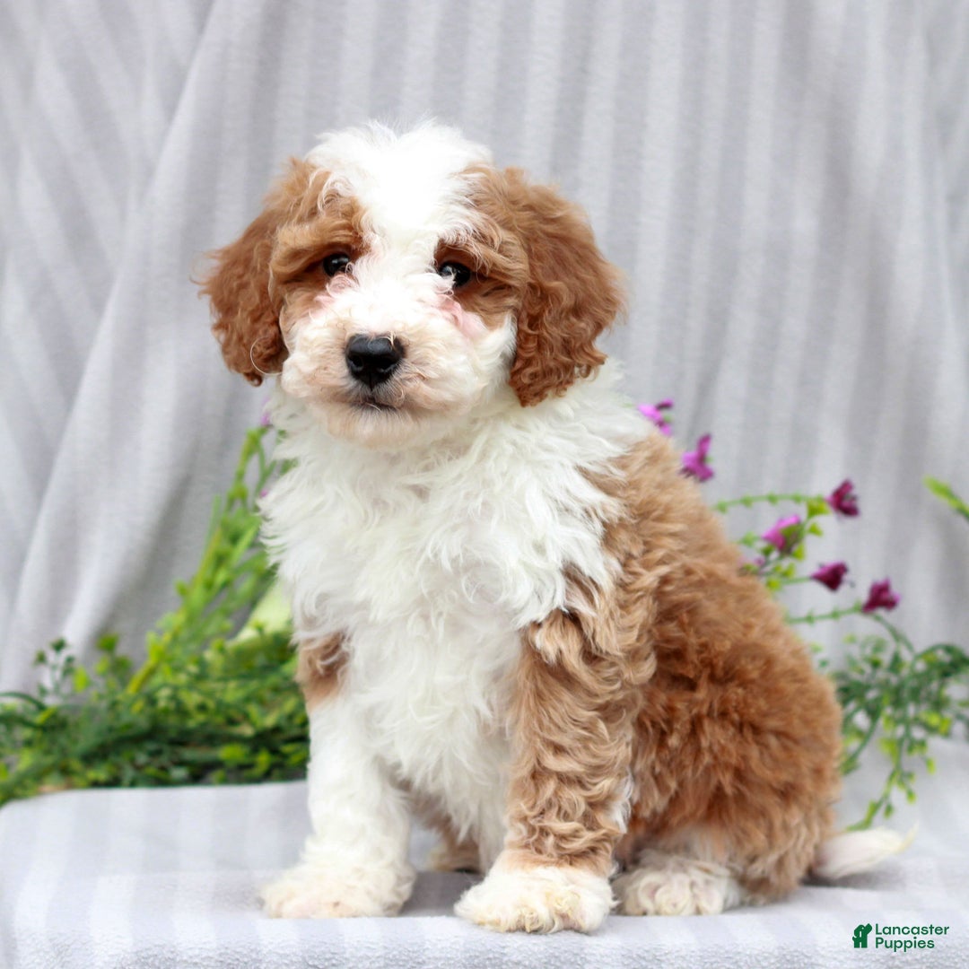 Miniature Poodle dogs for sale: Roscoe  - Ad 1