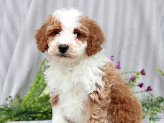 Miniature Poodle dogs Roscoe - Ad 12