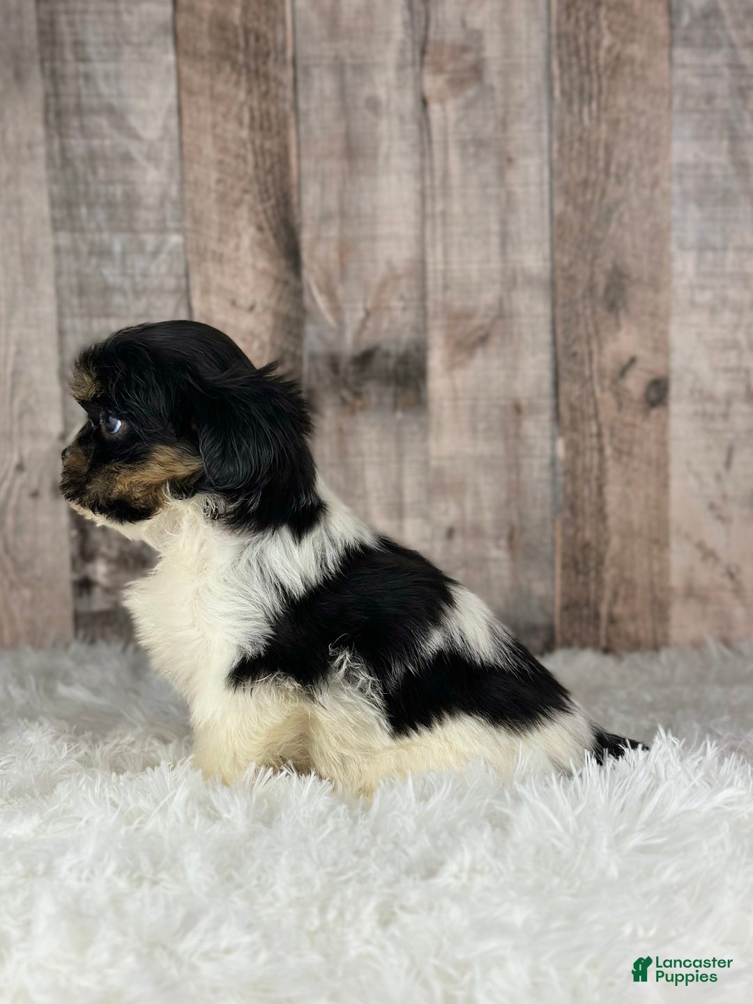 Shih Tzu dogs for sale: Girl Kylie - 8936 - Ad 2