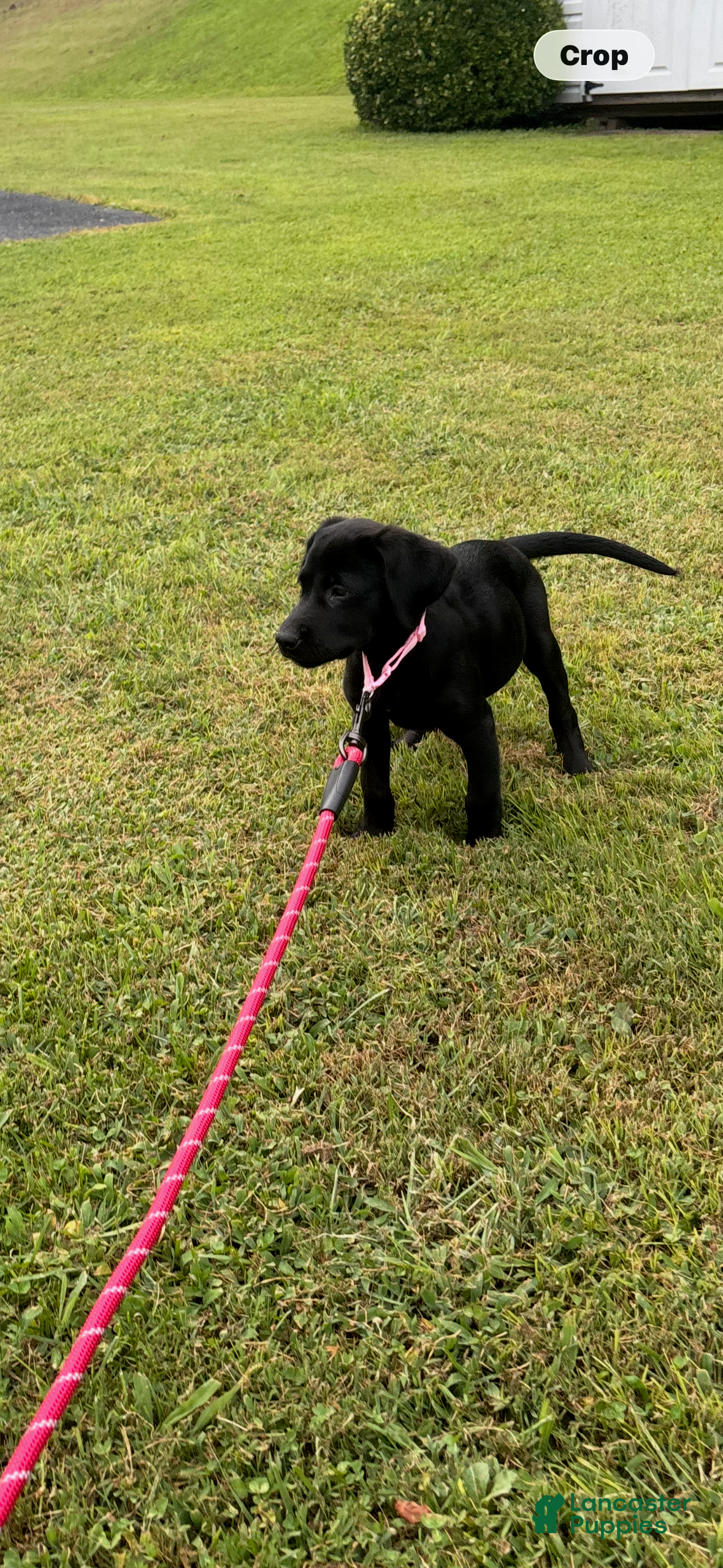 Labrador Retriever dogs Ruby  - Ad 1