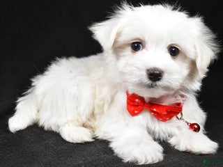 Maltese dogs - Ad 42