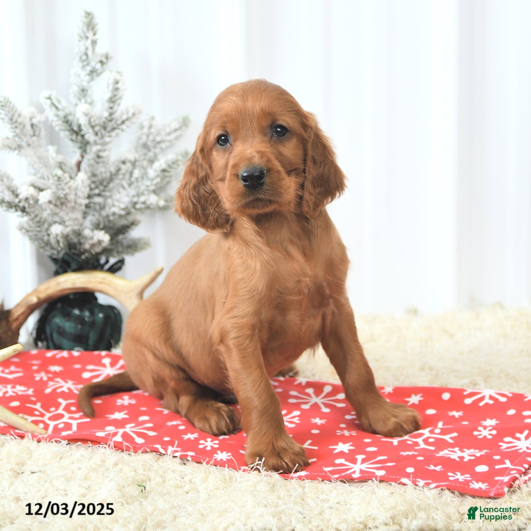 Irish Setter dogs for sale: Bubbles - Ad 1