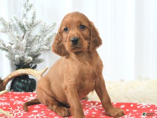 Irish Setter dogs Bubbles - Ad 2