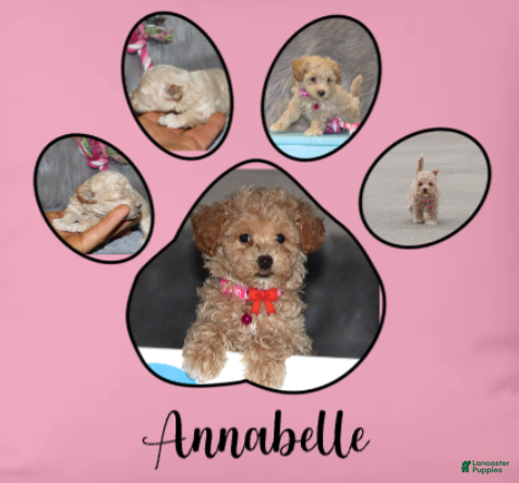 Havapoo dogs CURLY - Ad 2