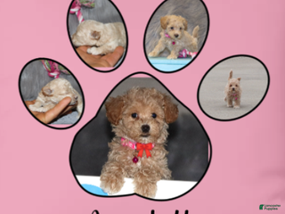 Havapoo dogs CURLY - Ad 1