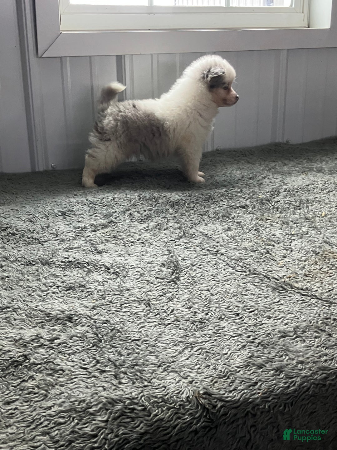 Mixed Breed dogs for sale: John - Ad 4