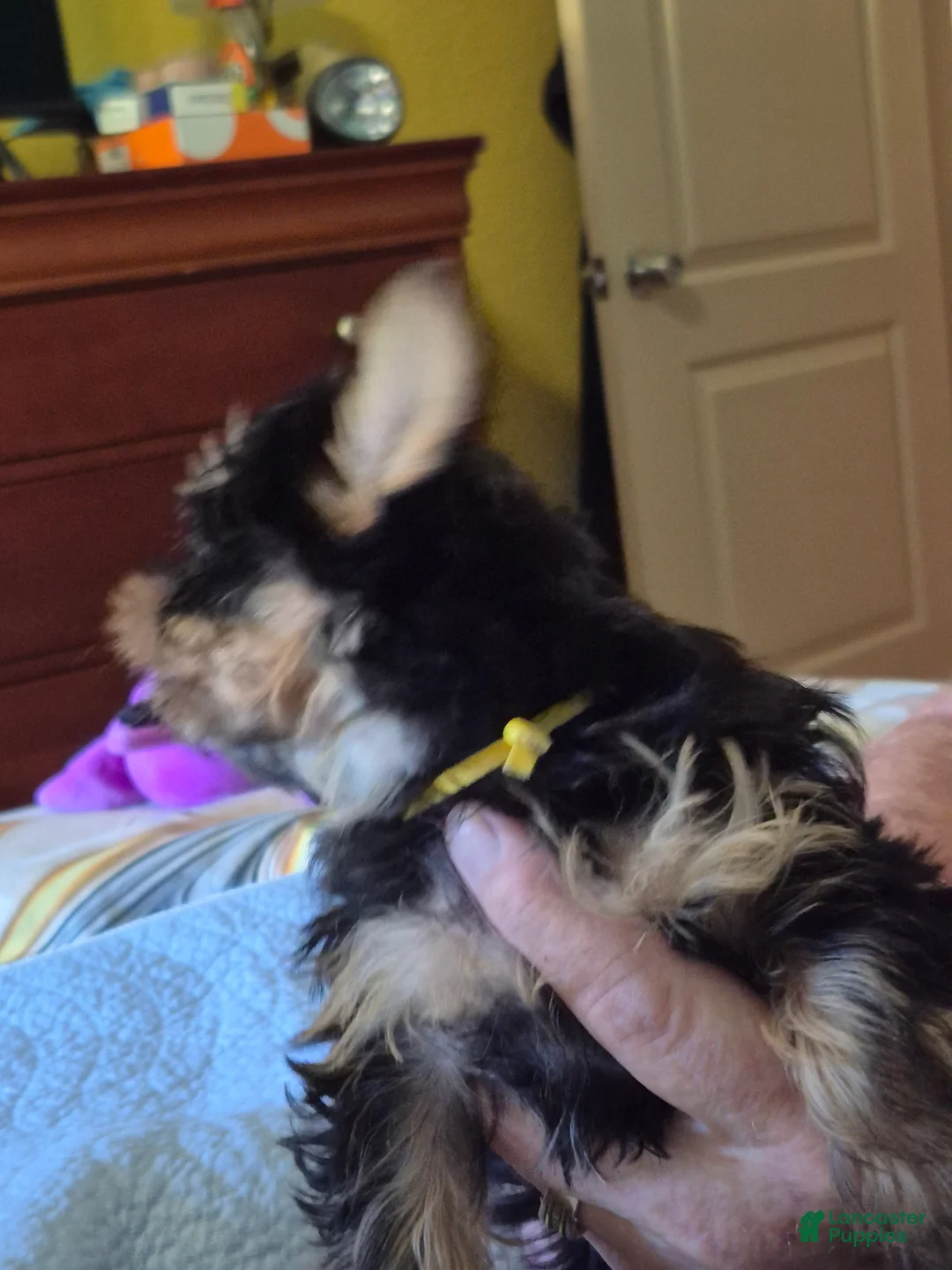 Yorkshire Terrier dogs for sale: Mellow Yellow  - Ad 2