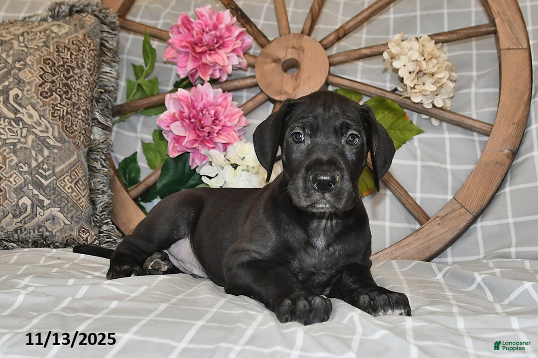 Great Dane dogs for sale: Explorer - Ad 2