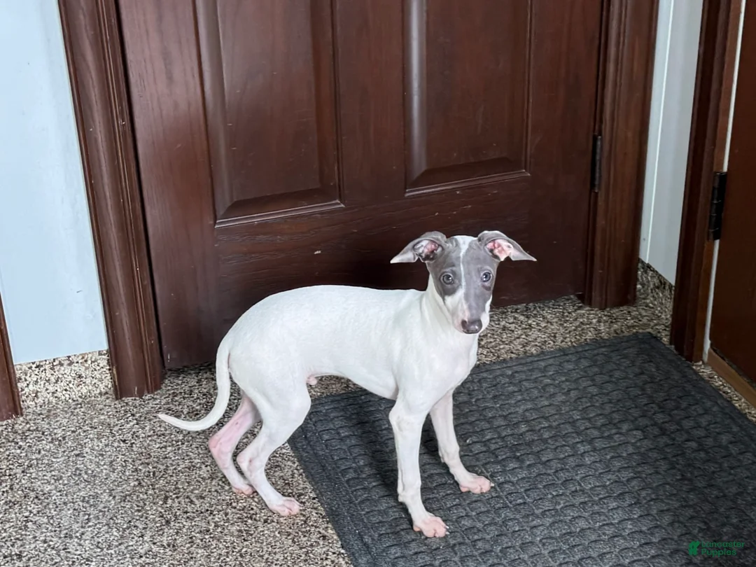 Italian Greyhound dogs for sale: Jace - Ad 9