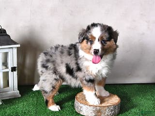 Miniature Australian Shepherd dogs Daisy - Ad 11
