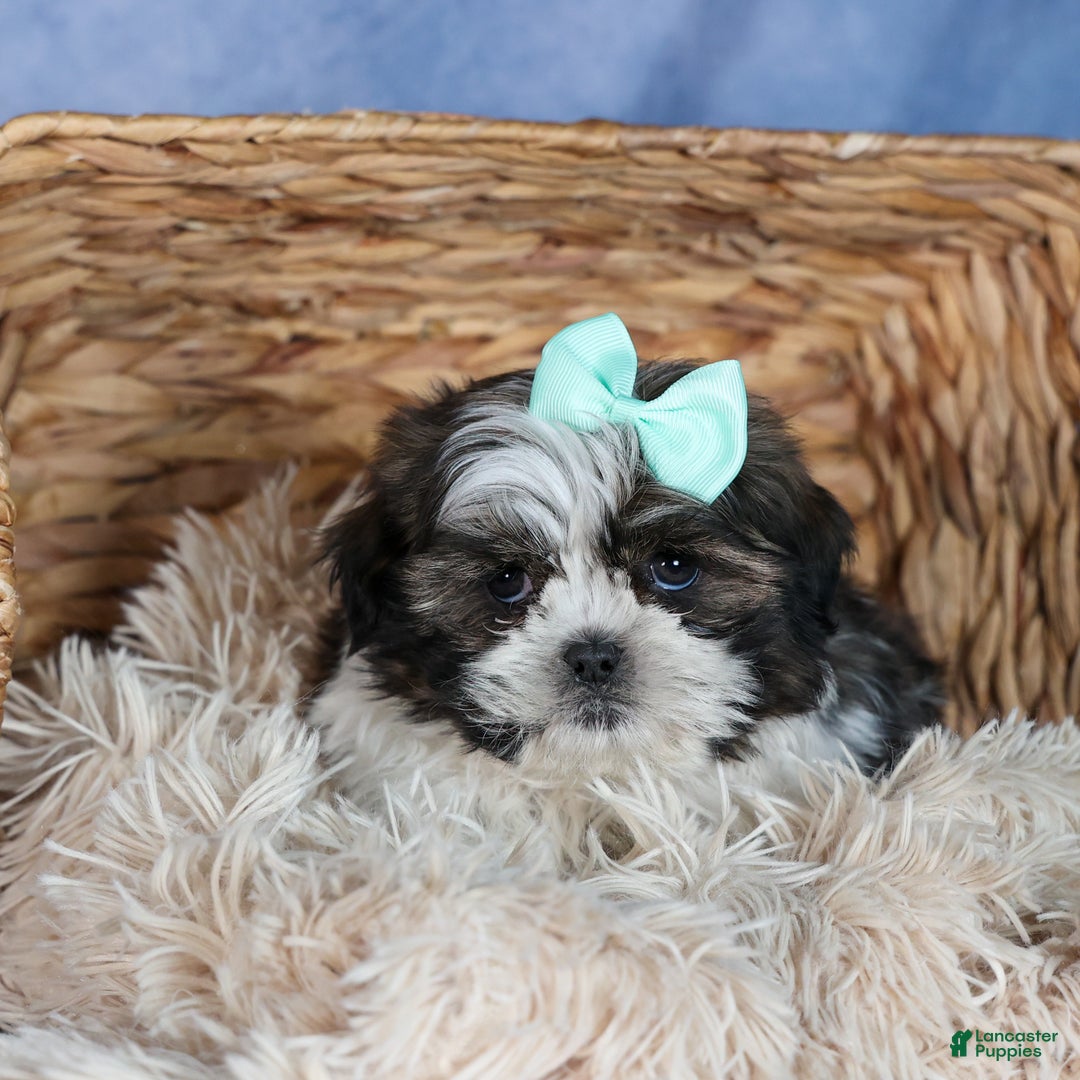 Shih Tzu dogs for sale: MERLE - Ad 14