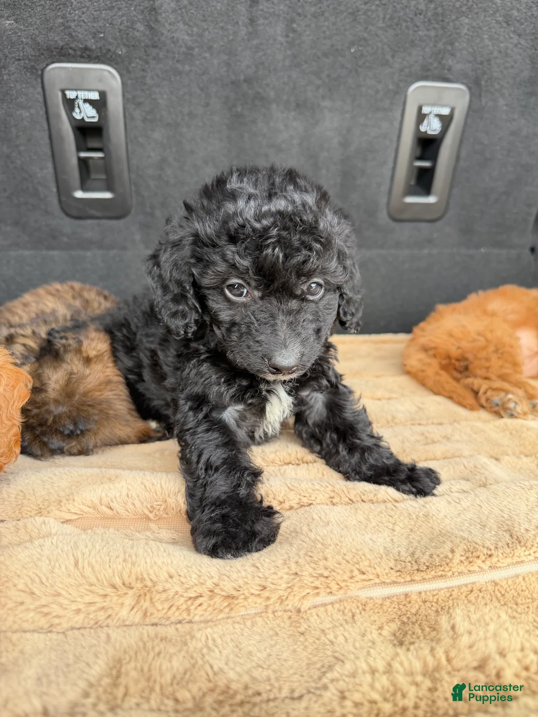 Toy Poodle dogs for sale: Toy Poodle 6 - Ad 2