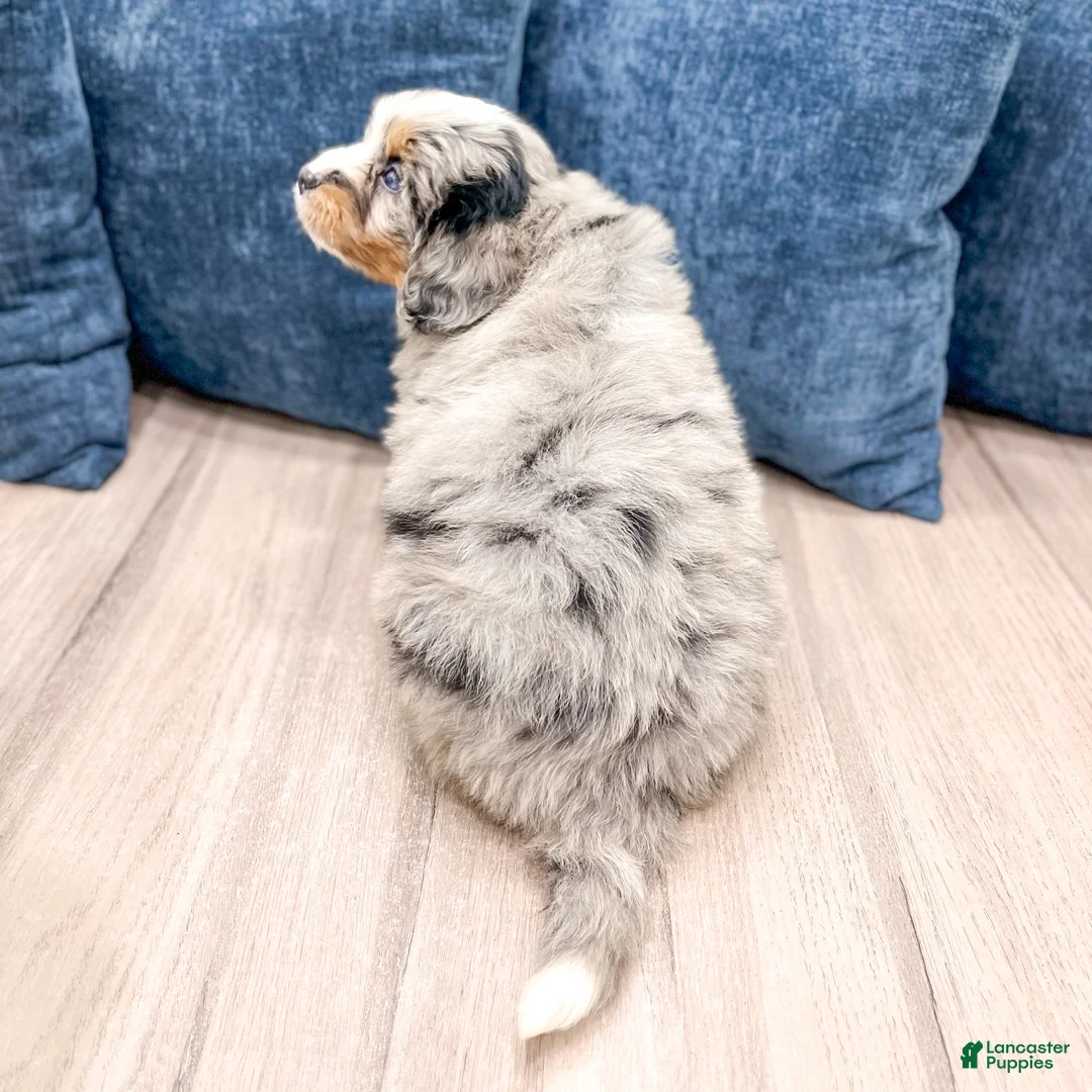 Mini Bernedoodle dogs for sale: Ranger - Ad 5