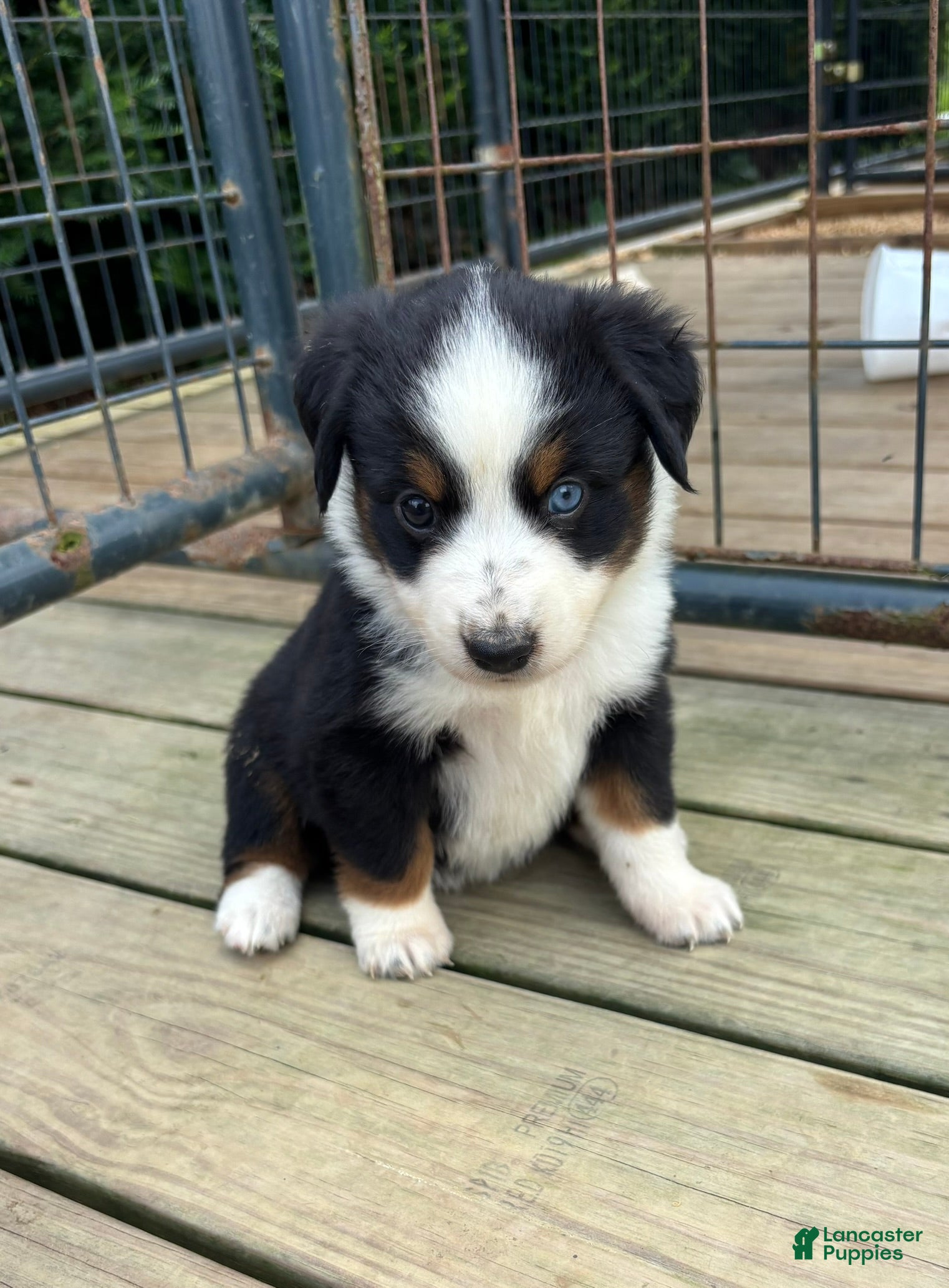 Miniature Australian Shepherd dogs #1 Black Tri Female - Ad 14