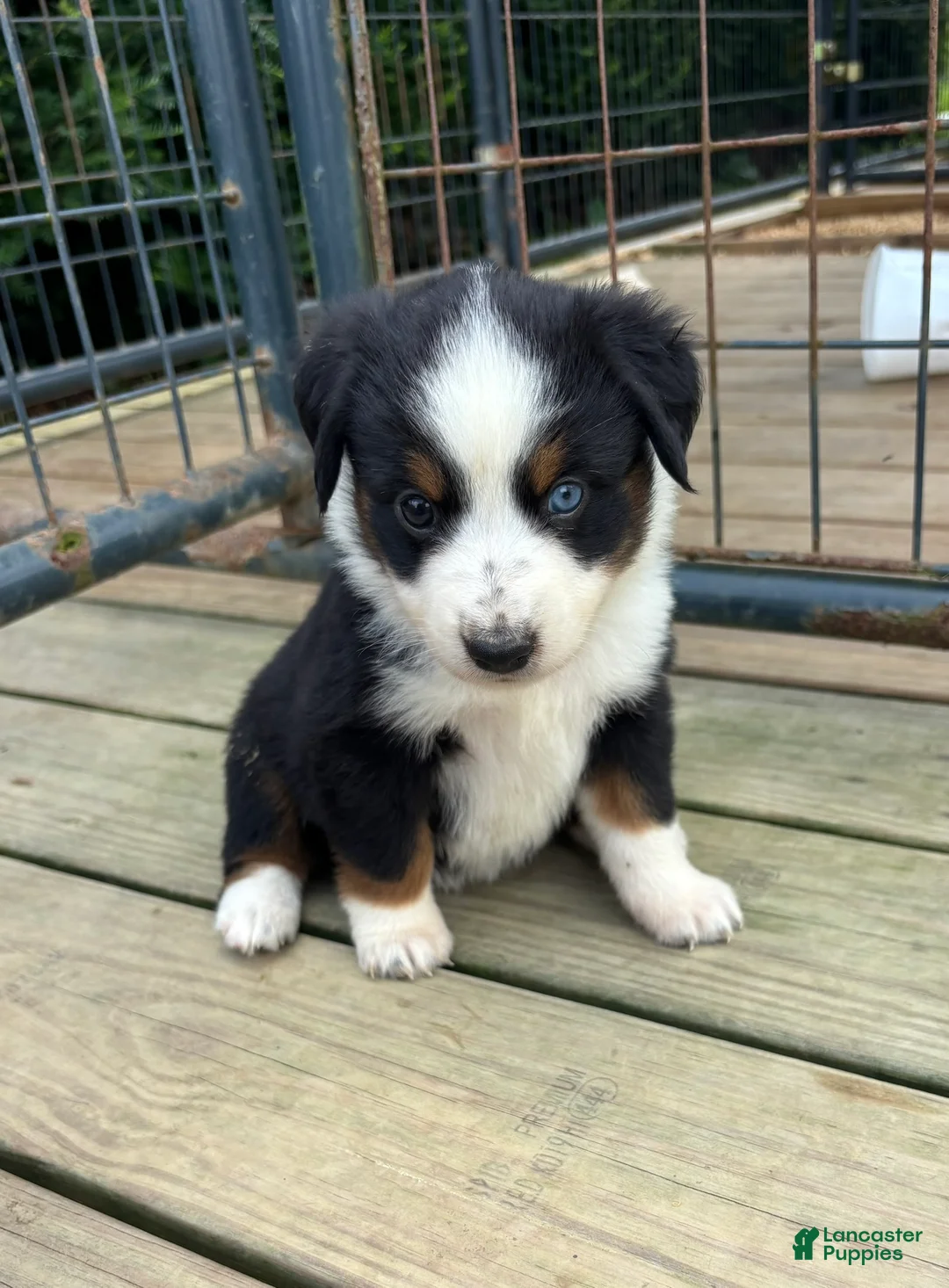Miniature Australian Shepherd dogs for sale: #1 Black Tri Female - Ad 1