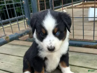 Miniature Australian Shepherd dogs #1 Black Tri Female - Ad 14